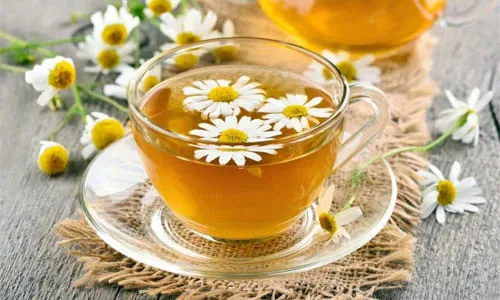 chamomiletea_p320722