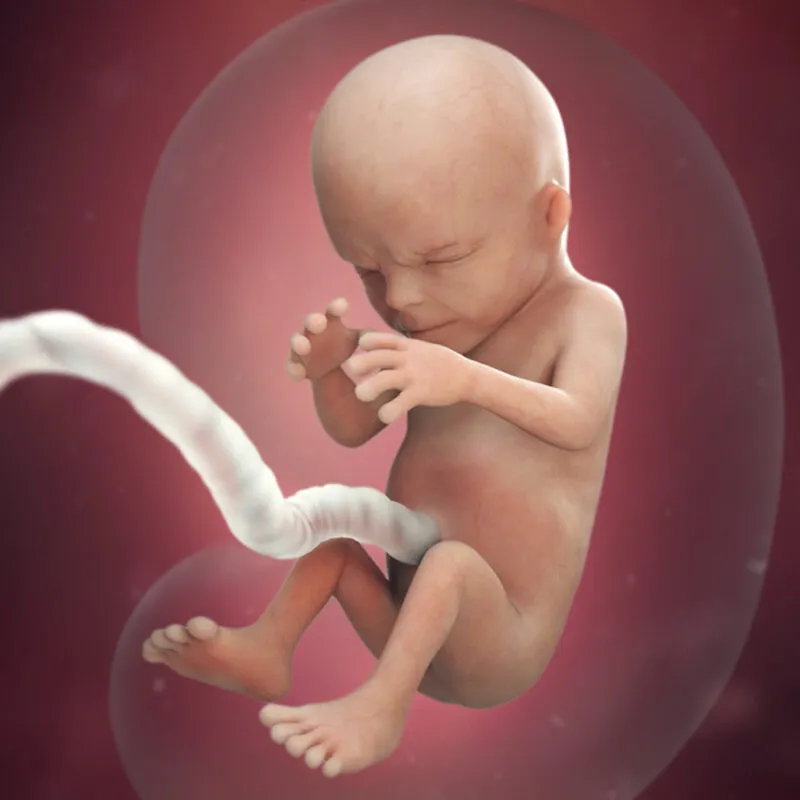 preg14fetussize