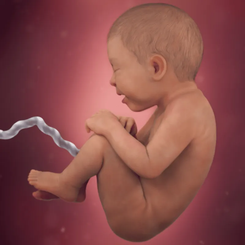 preg36fetussize