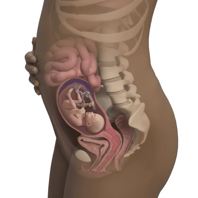 preg21fetussizepreg21fetussize