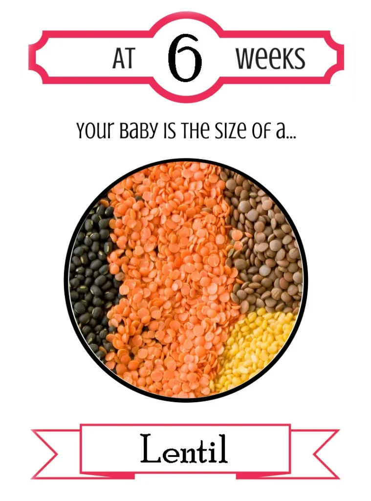Pregnancy Trimester 1 Week 6