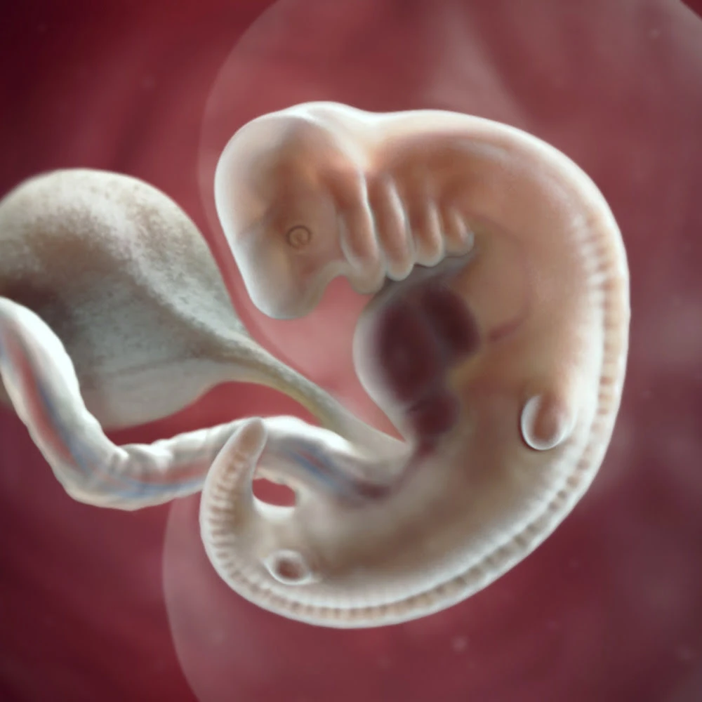 Pregnancy Trimester 1 Week 6