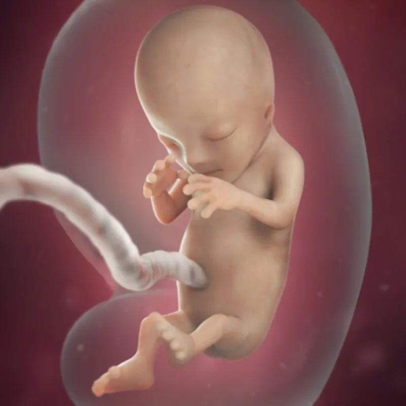 preg12fetussize